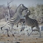 Elios Tours - Namibia